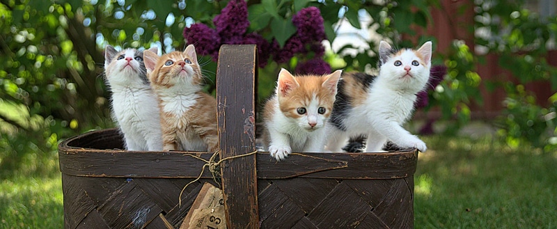 gatinhos cesta no gramado.