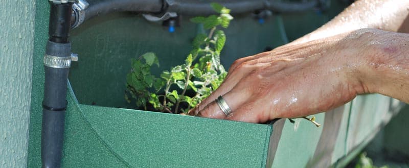 Replantando vasos em jardim vertical.