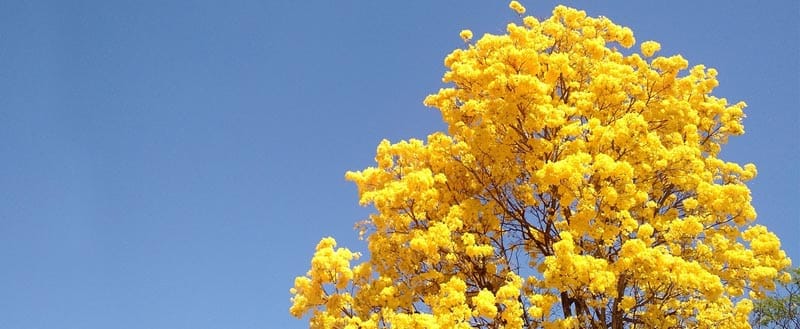 Foto de ipês amarelos com céu azul