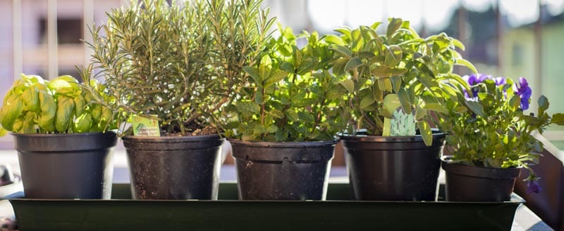 Replantando vasos com temperos.