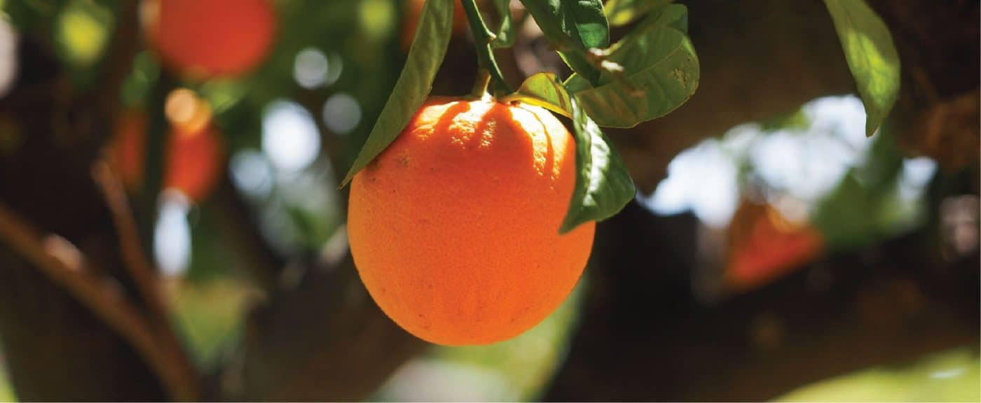 Frutas laranjas