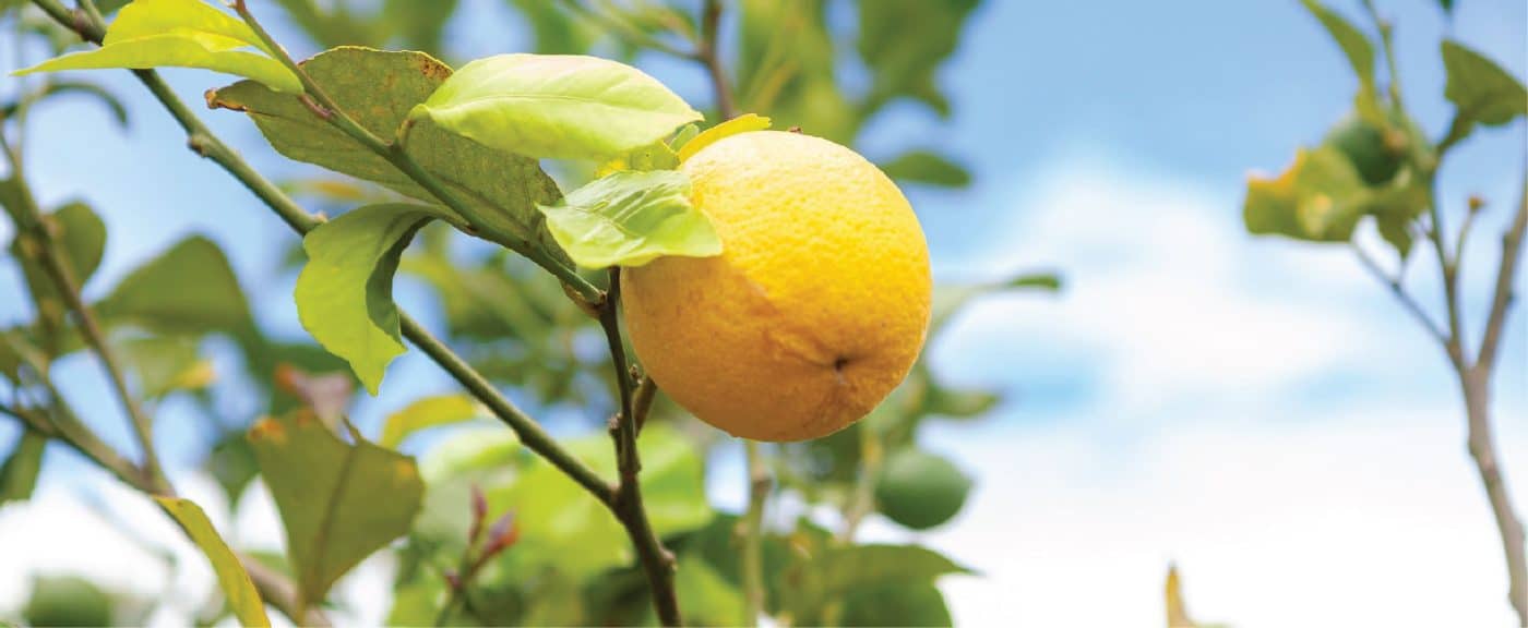 Arvore com frutas limão siciliano