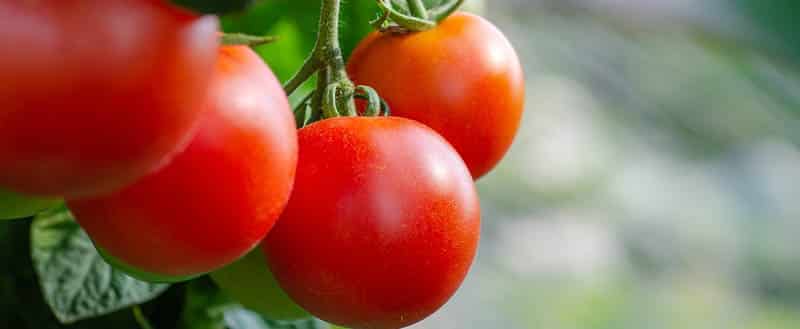 Tomates Replantados