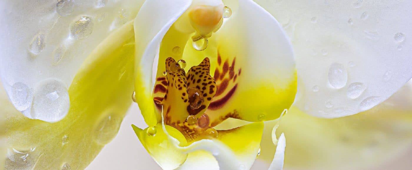 Cuidado com a rega para orquídeas