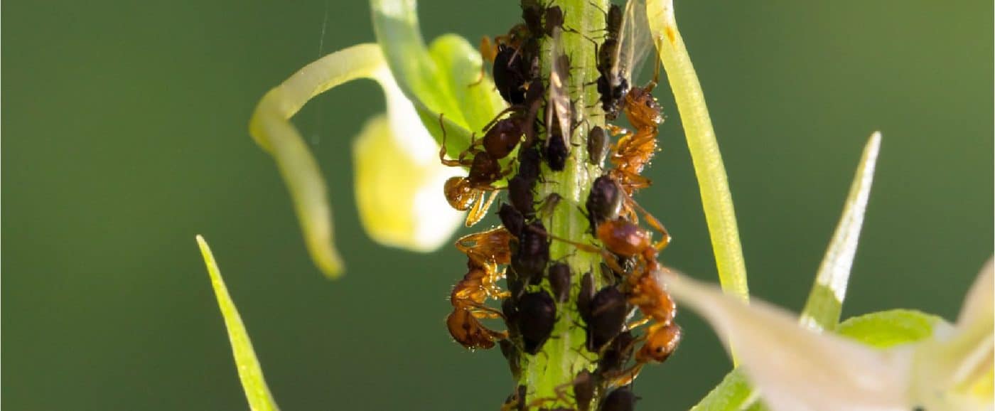 Pragas em orquídeas