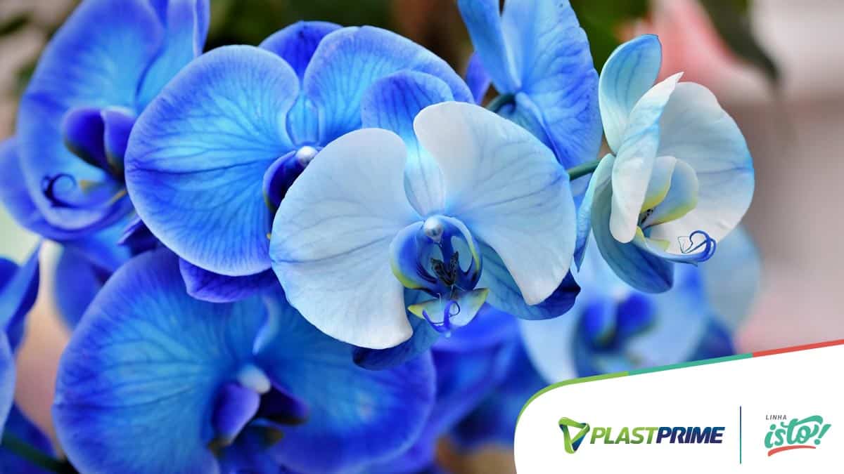 Como cuidar de orquídeas? - Blog Plastprime
