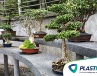 Bonsai: dicas para iniciantes!