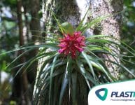 Air plants, as plantas que ficam no ar!