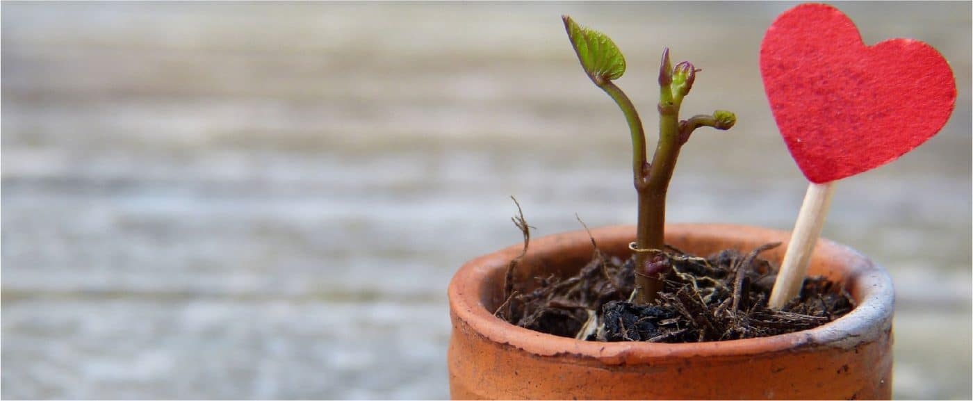 O tipo de vasos ideais para suas plantas?