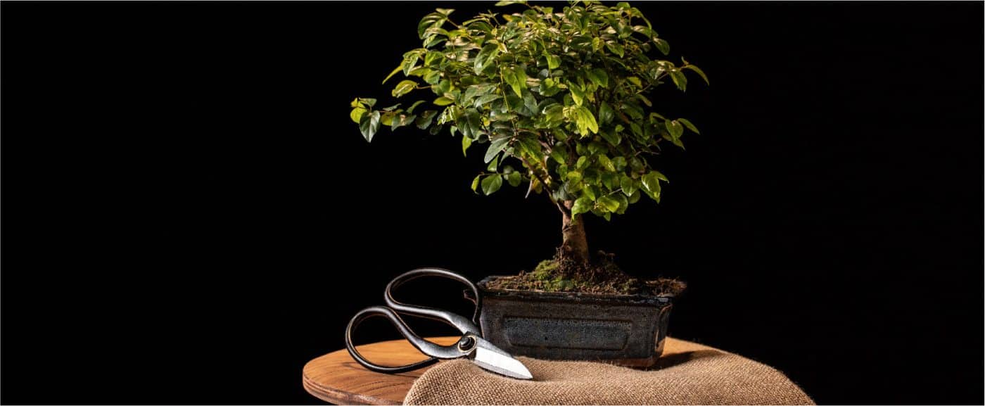 Bonsai e poda