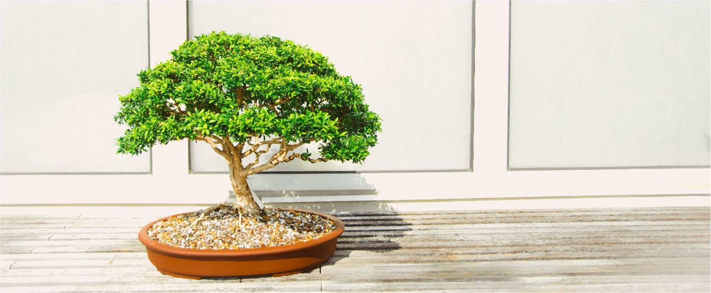 Bonsai em ambiente claro