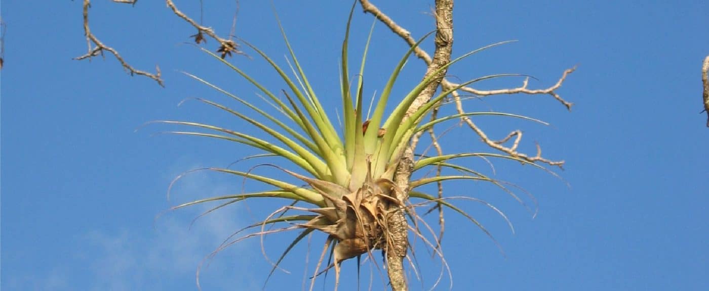 air plants em uma árvore