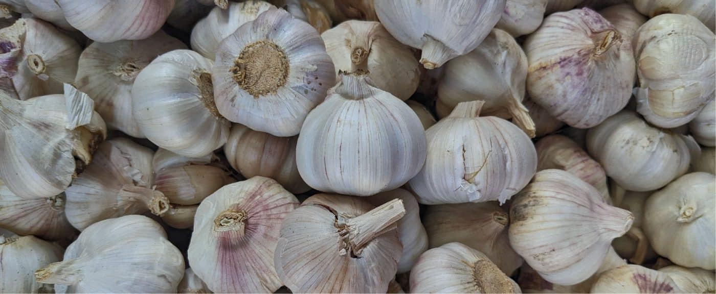 Alho sendo usado como fertilizantes