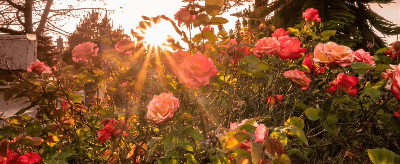 Rosas ao sol