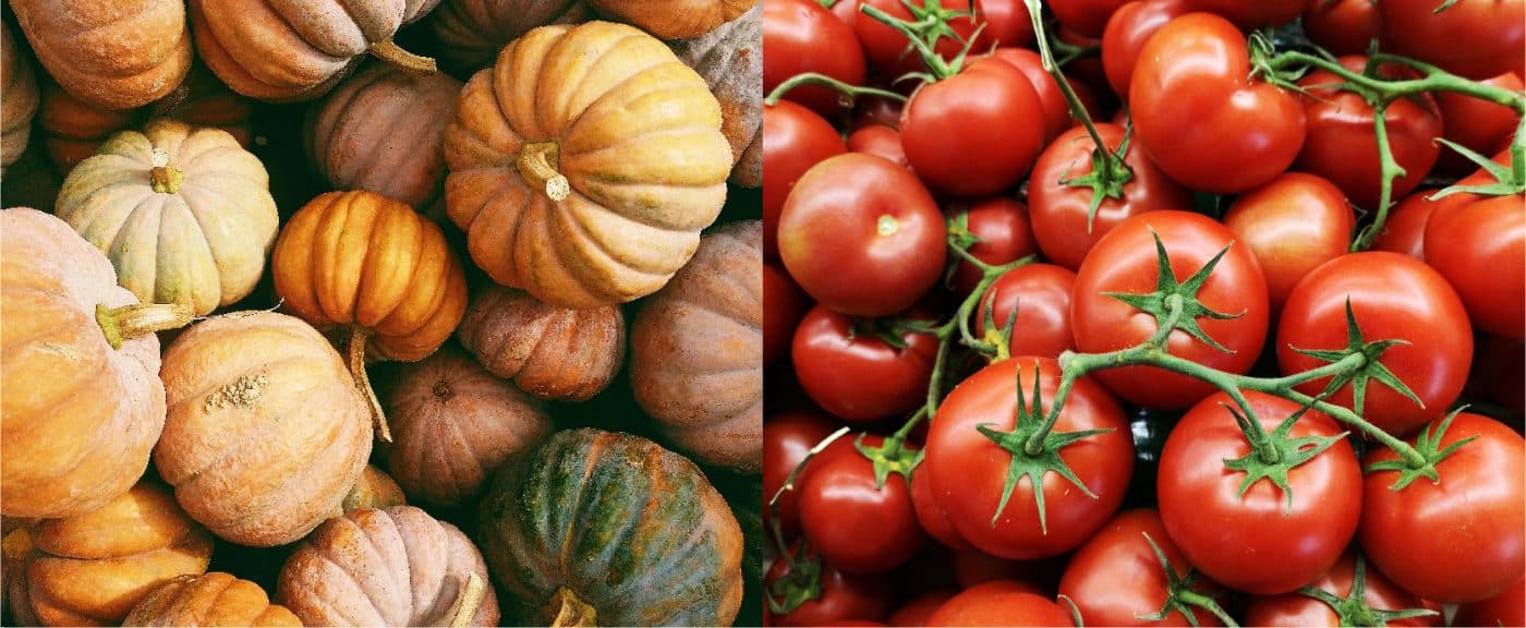 não plantar junto tomate e abóbora