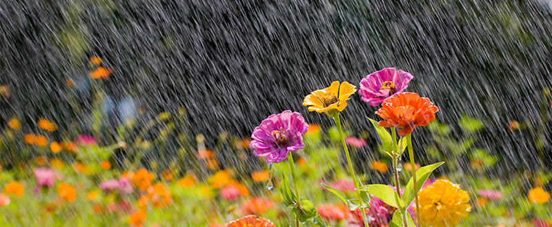 Jardim em épocas de chuvas
