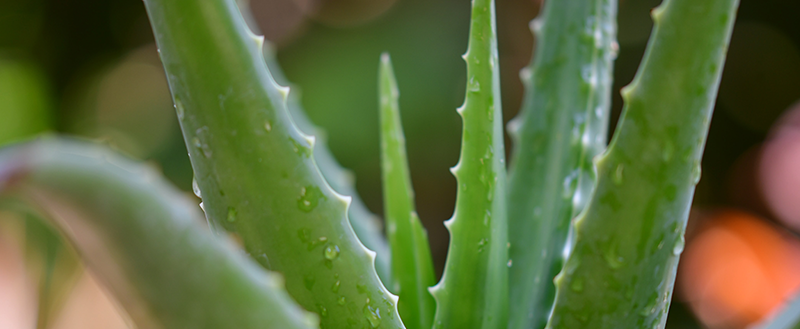 Plantas cosméticas