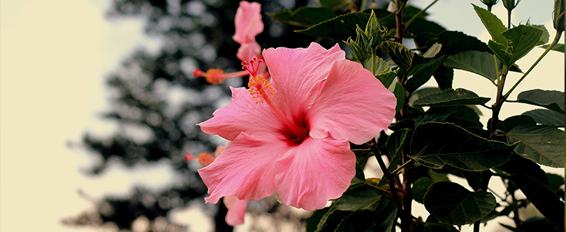 Hibisco