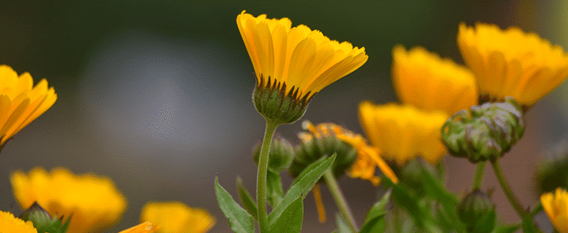 Plantas cosméticas