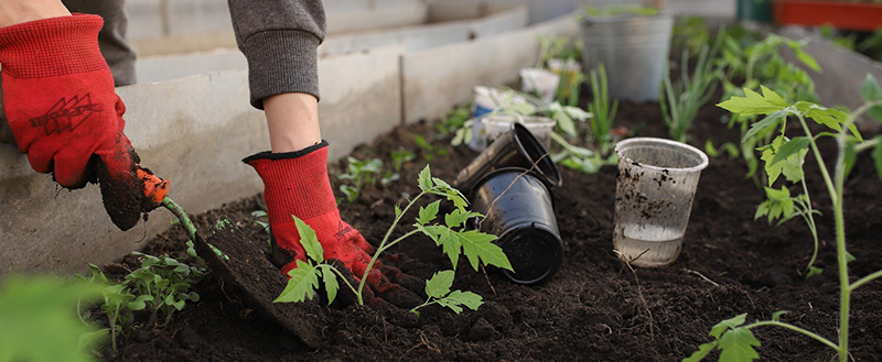 Agricultura urbana