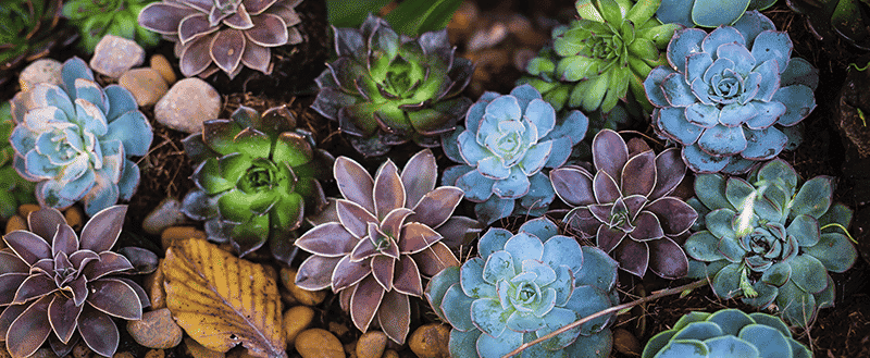 Paisagismo e plantas