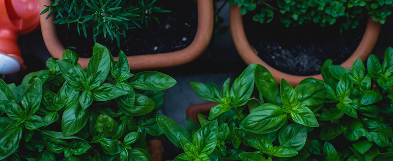 temperos para plantar em vasos