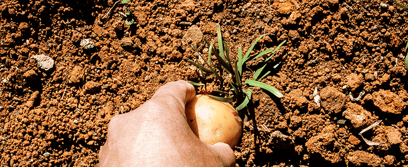 Horta em casa