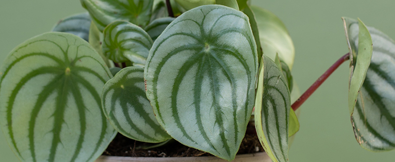 plantas para vasos aéreos