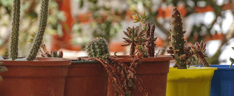 jardim feito com vasos