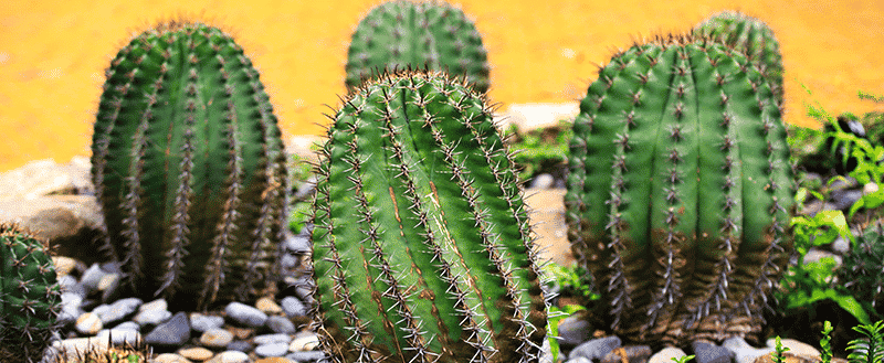 Plantas para apartamento