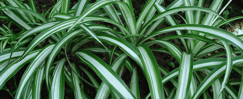 Plantas para apartamento