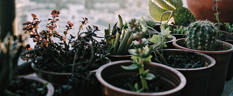 plantas para ter em casa