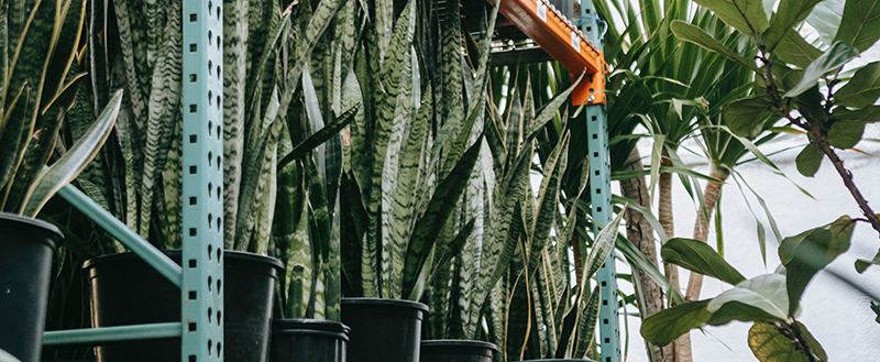 plantas para ter em casa