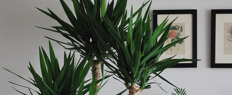 8 plantas para ter em casa resistentes ao sol e calor - Blog Plastprime