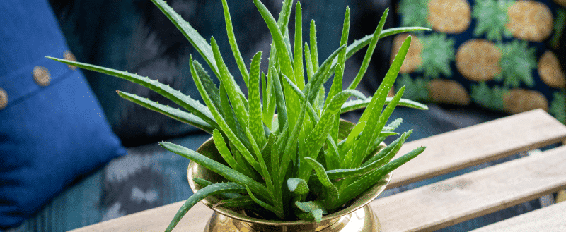 Plantas para ambiente de trabalho