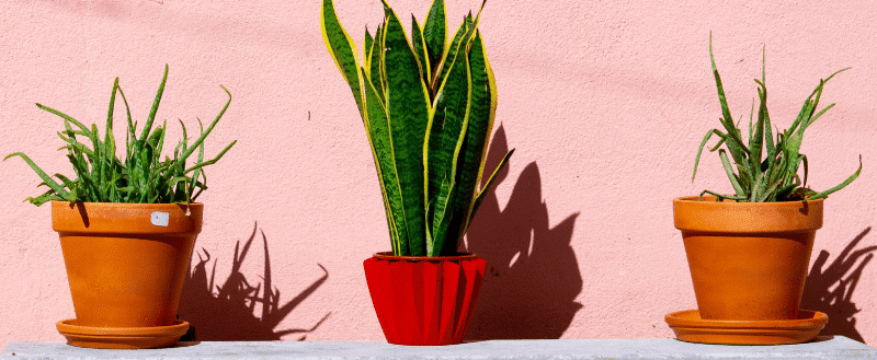 Plantas para ambiente de trabalho