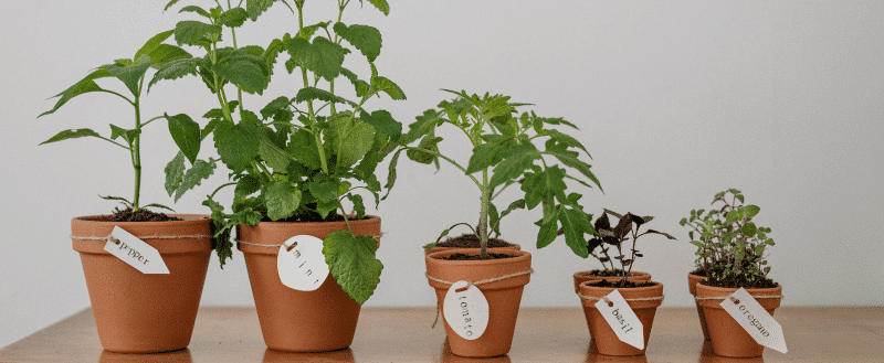 Plantas para ambiente de trabalho