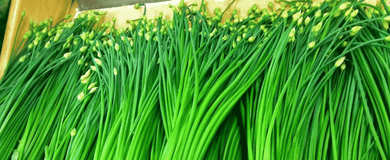 Plantas para ter em uma horta dentro de casa