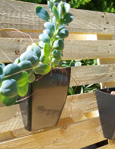 Case-Plastwallfit-Cachepo-Parede-02