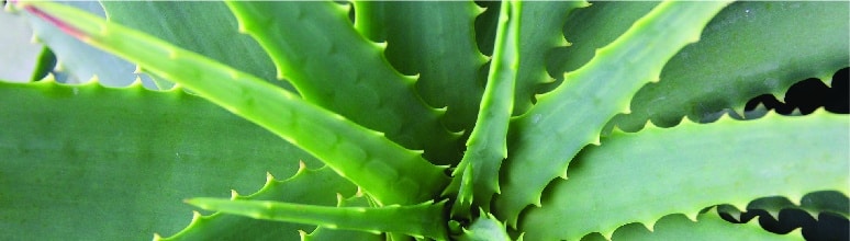 planta aloe vera para sorte