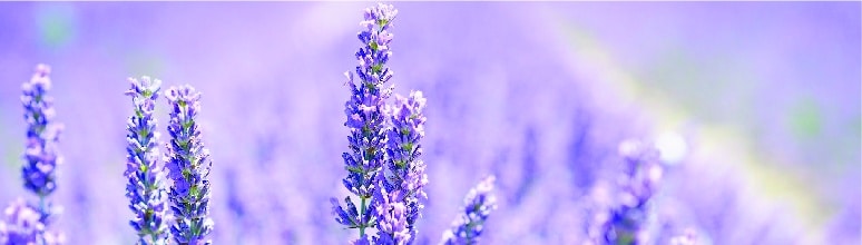 planta lavanda para sorte