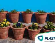 Plantio em vaso: plantas que gostam de sol