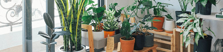 Plantas em vasos como urban jungle