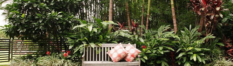 Coqueiros em jardim tropical.