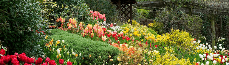 flores coloridas em gramado.