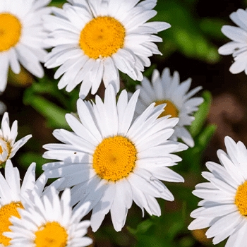 Margarida para cultivar no verão.