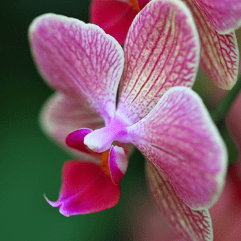 Orquídea.