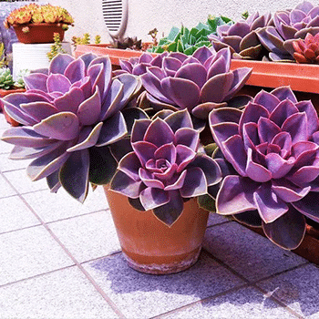 Suculenta, ótima planta para cultivar no verão.