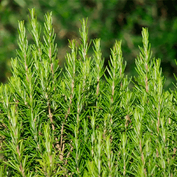 Alecrim para cultivar no verão.