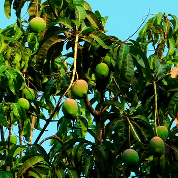 Mangueira.